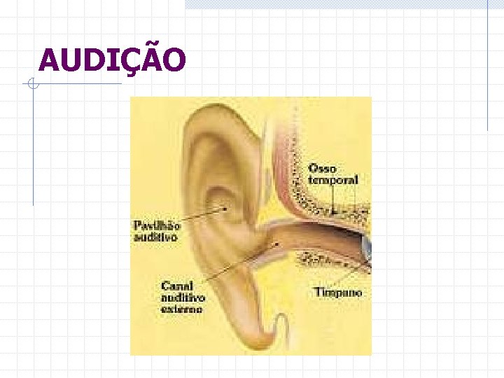 AUDIÇÃO 