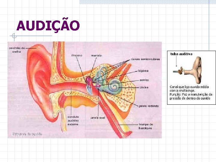 AUDIÇÃO 