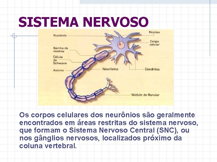 SISTEMA NERVOSO Os corpos celulares dos neurônios são geralmente encontrados em áreas restritas do