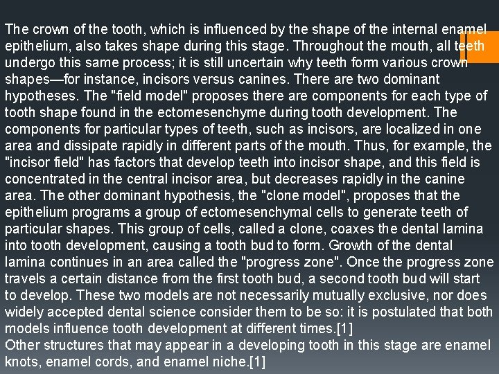 The crown of the tooth, which is influenced by the shape of the internal The crown of the tooth, which is influenced by the shape of the internal