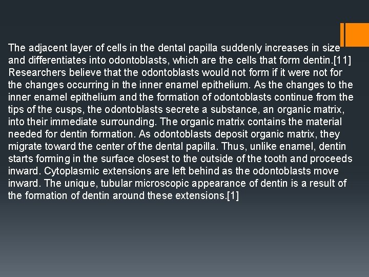The adjacent layer of cells in the dental papilla suddenly increases in size and The adjacent layer of cells in the dental papilla suddenly increases in size and
