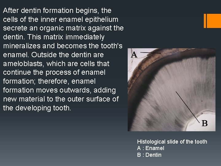 After dentin formation begins, the cells of the inner enamel epithelium secrete an organic After dentin formation begins, the cells of the inner enamel epithelium secrete an organic