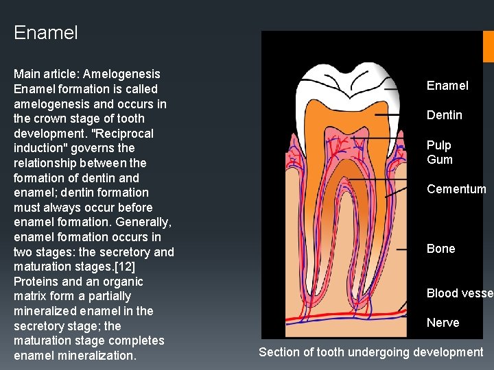 Enamel Main article: Amelogenesis Enamel formation is called amelogenesis and occurs in the crown Enamel Main article: Amelogenesis Enamel formation is called amelogenesis and occurs in the crown