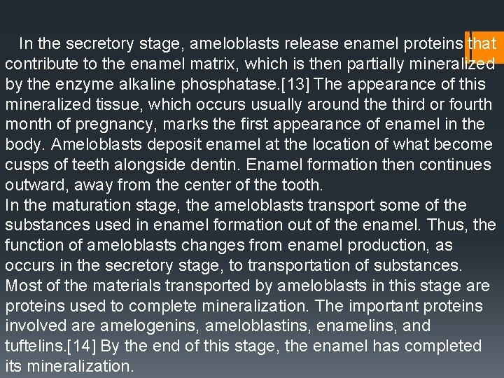 In the secretory stage, ameloblasts release enamel proteins that contribute to the enamel matrix, In the secretory stage, ameloblasts release enamel proteins that contribute to the enamel matrix,