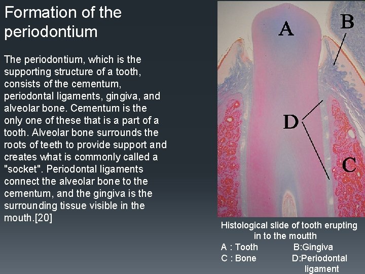 Formation of the periodontium The periodontium, which is the supporting structure of a tooth, Formation of the periodontium The periodontium, which is the supporting structure of a tooth,