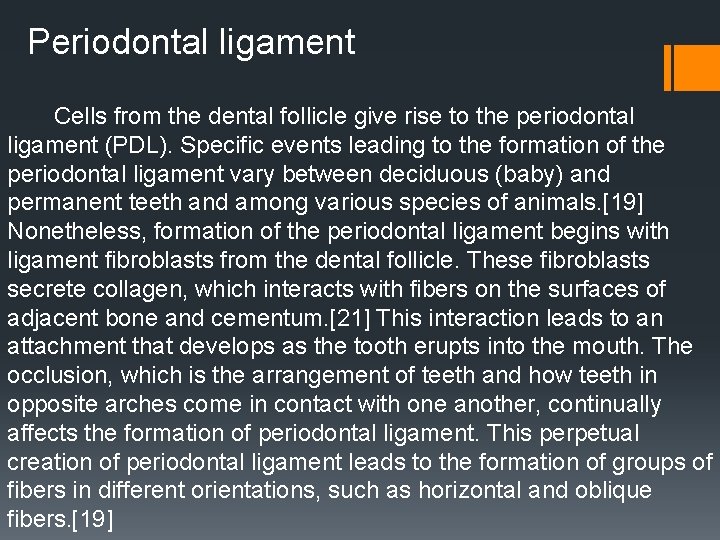 Periodontal ligament Cells from the dental follicle give rise to the periodontal ligament (PDL). Periodontal ligament Cells from the dental follicle give rise to the periodontal ligament (PDL).