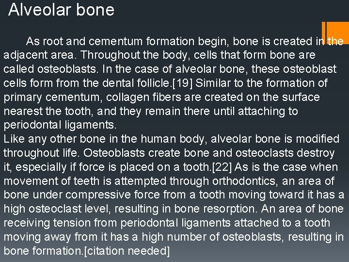 Alveolar bone As root and cementum formation begin, bone is created in the adjacent Alveolar bone As root and cementum formation begin, bone is created in the adjacent