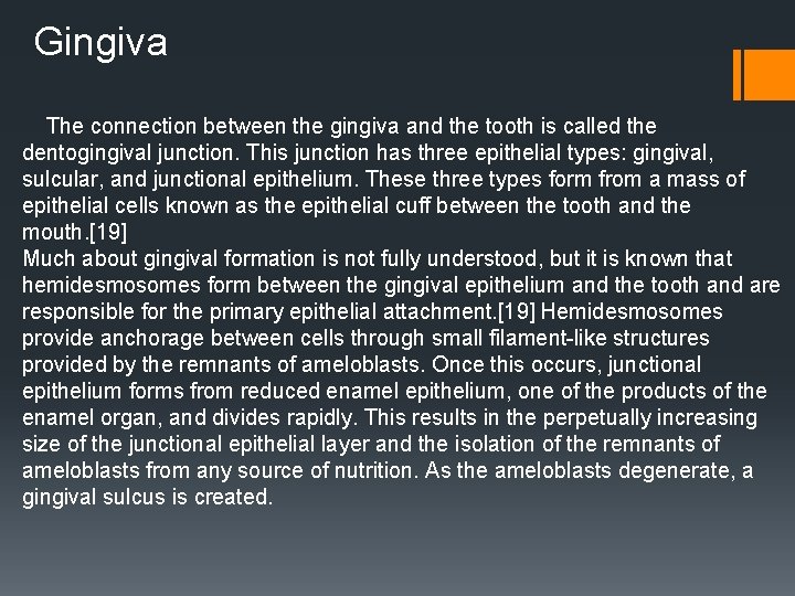 Gingiva The connection between the gingiva and the tooth is called the dentogingival junction. Gingiva The connection between the gingiva and the tooth is called the dentogingival junction.