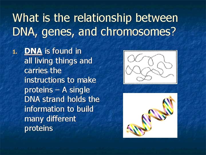 What is the relationship between DNA, genes, and chromosomes? 1. DNA is found in