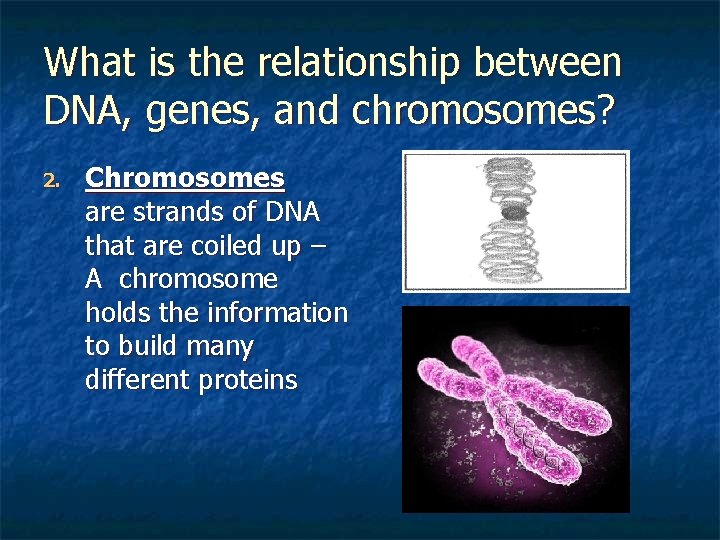 What is the relationship between DNA, genes, and chromosomes? 2. Chromosomes are strands of