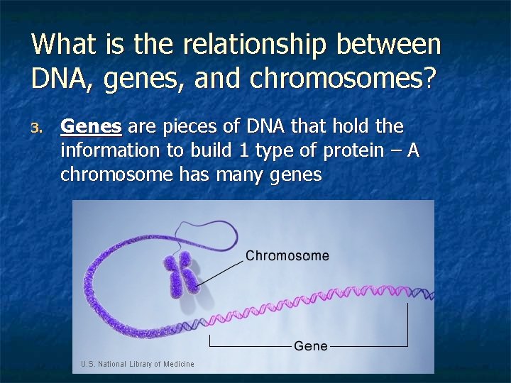 What is the relationship between DNA, genes, and chromosomes? 3. Genes are pieces of