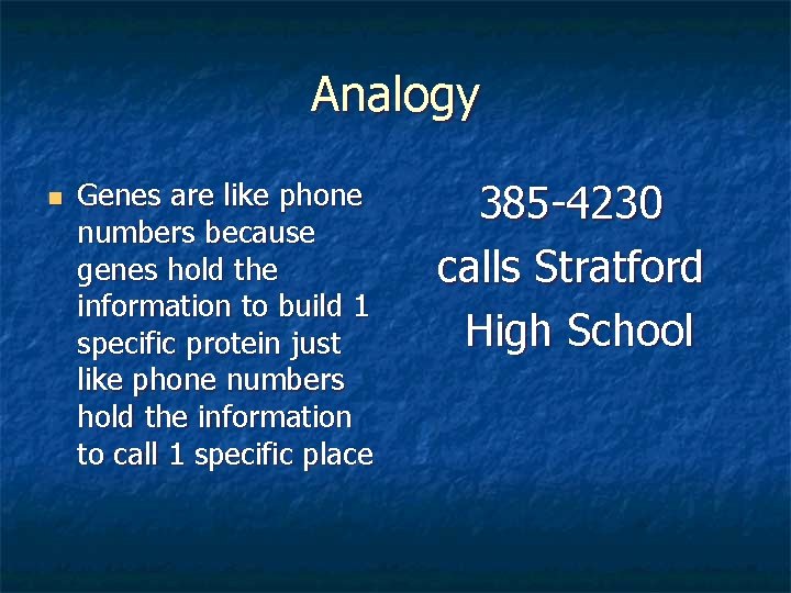 Analogy n Genes are like phone numbers because genes hold the information to build