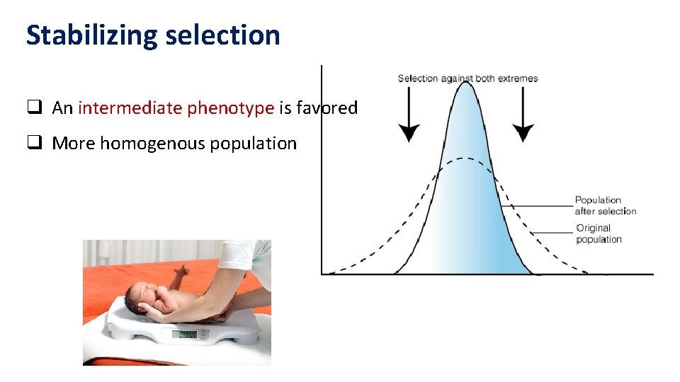 Stabilizing selection q An intermediate phenotype is favored q More homogenous population Stabilizing selection q An intermediate phenotype is favored q More homogenous population