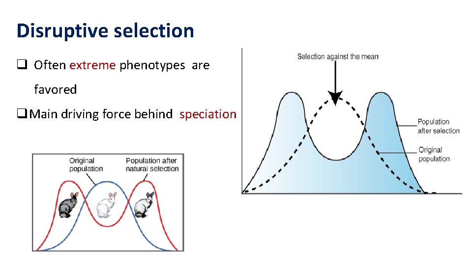 Disruptive selection q Often extreme phenotypes are favored q. Main driving force behind speciation