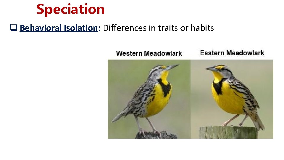 Speciation q Behavioral Isolation: Differences in traits or habits Speciation q Behavioral Isolation: Differences in traits or habits
