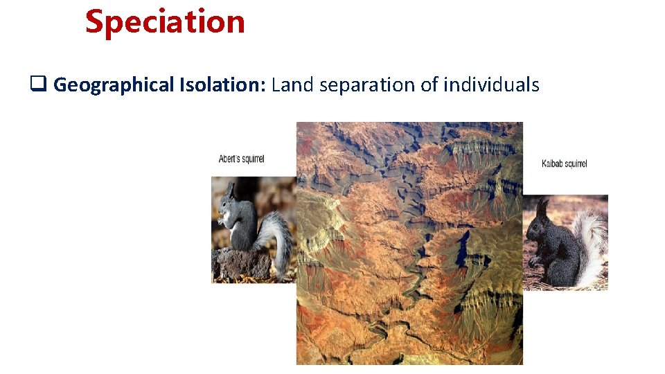 Speciation q Geographical Isolation: Land separation of individuals 