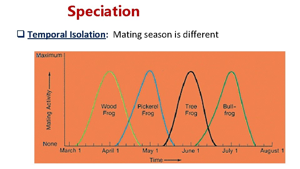 Speciation q Temporal Isolation: Mating season is different Speciation q Temporal Isolation: Mating season is different