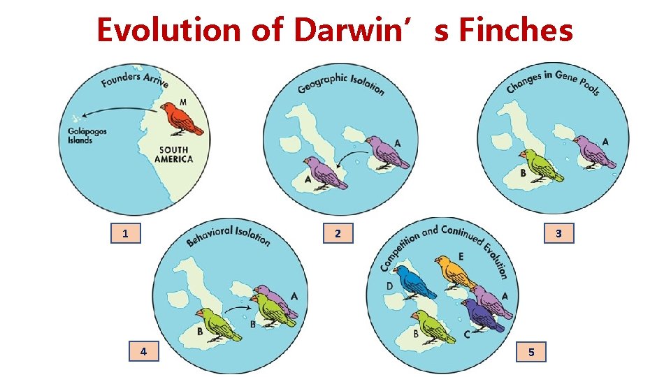 Evolution of Darwin’s Finches 2 1 4 3 5 