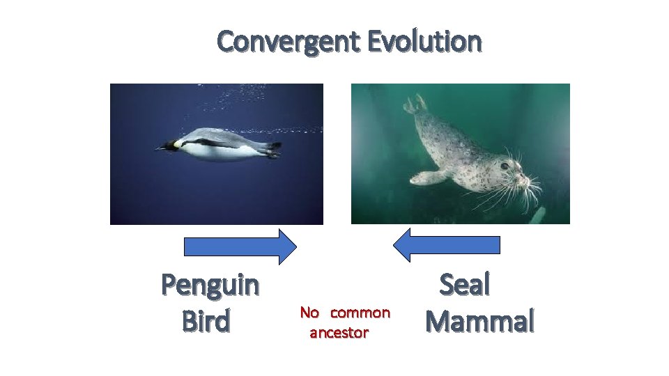 Convergent Evolution Penguin Bird No common ancestor Seal Mammal 