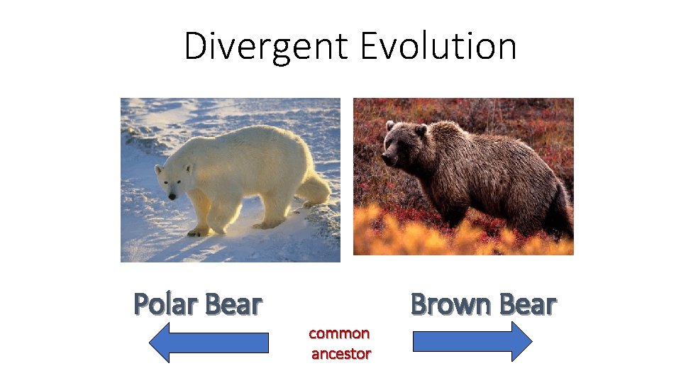 Divergent Evolution Polar Bear common ancestor Brown Bear Divergent Evolution Polar Bear common ancestor Brown Bear