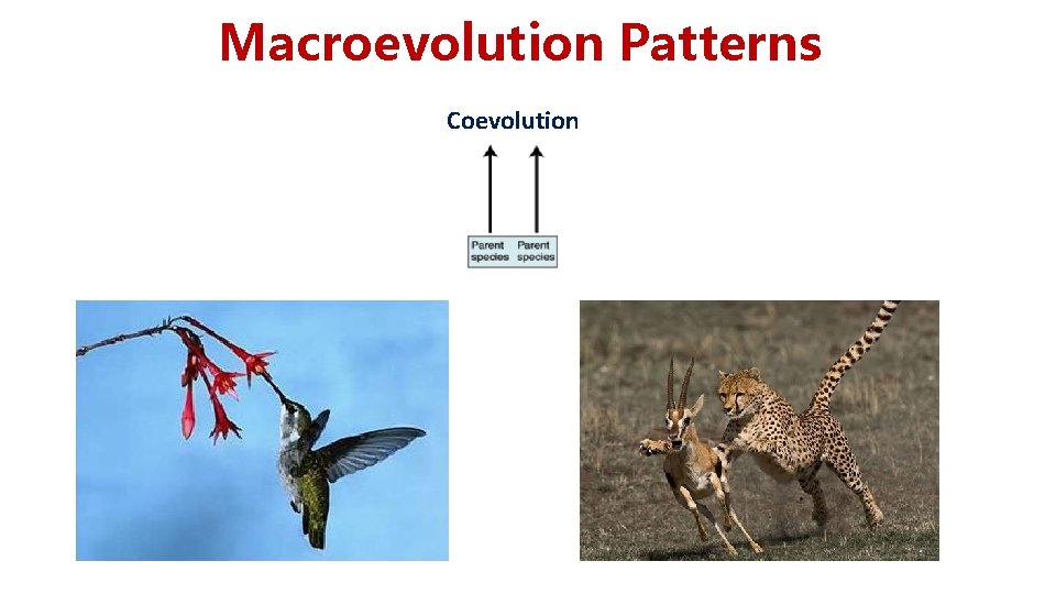 Macroevolution Patterns Coevolution Macroevolution Patterns Coevolution