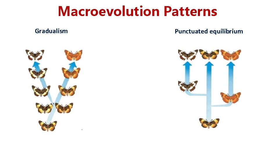 Macroevolution Patterns Gradualism Punctuated equilibrium Macroevolution Patterns Gradualism Punctuated equilibrium