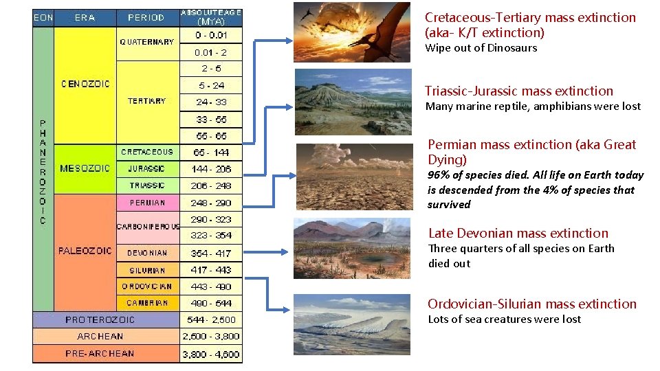 Cretaceous-Tertiary mass extinction (aka- K/T extinction) Wipe out of Dinosaurs Triassic-Jurassic mass extinction Many Cretaceous-Tertiary mass extinction (aka- K/T extinction) Wipe out of Dinosaurs Triassic-Jurassic mass extinction Many