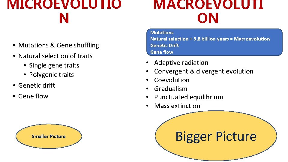 MICROEVOLUTIO N • Mutations & Gene shuffling • Natural selection of traits • Single MICROEVOLUTIO N • Mutations & Gene shuffling • Natural selection of traits • Single