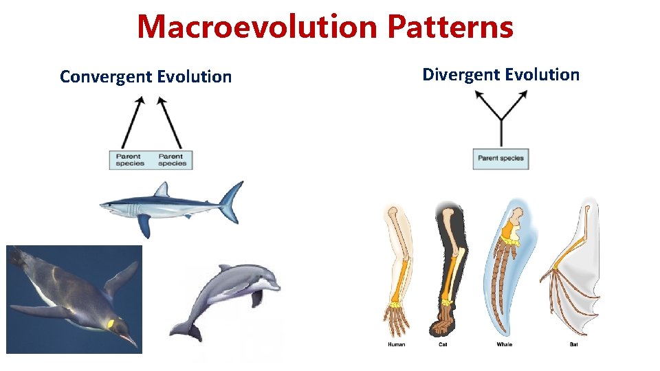 Macroevolution Patterns Convergent Evolution Divergent Evolution 