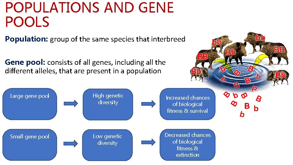 POPULATIONS AND GENE POOLS Population: group of the same species that interbreed Gene pool: