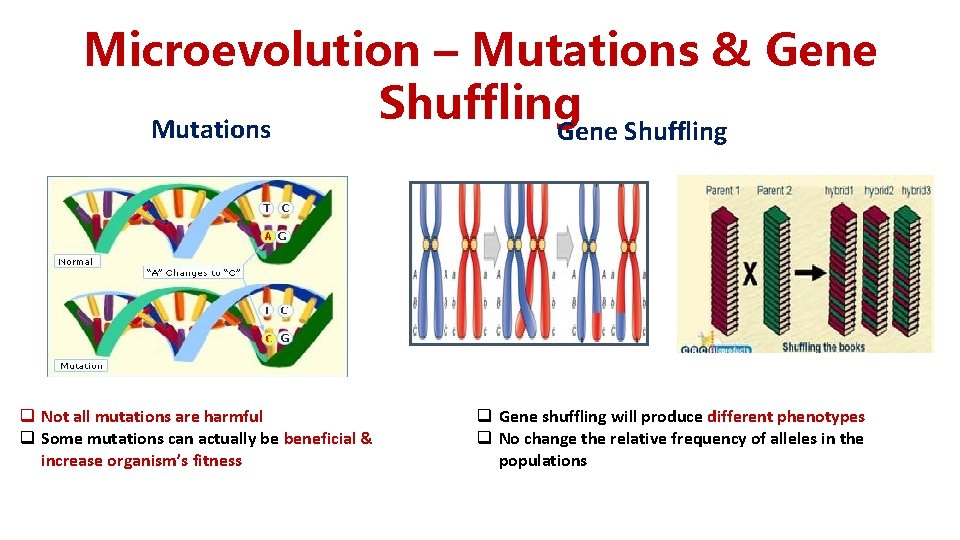 Microevolution – Mutations & Gene Shuffling Mutations Gene Shuffling q Not all mutations are