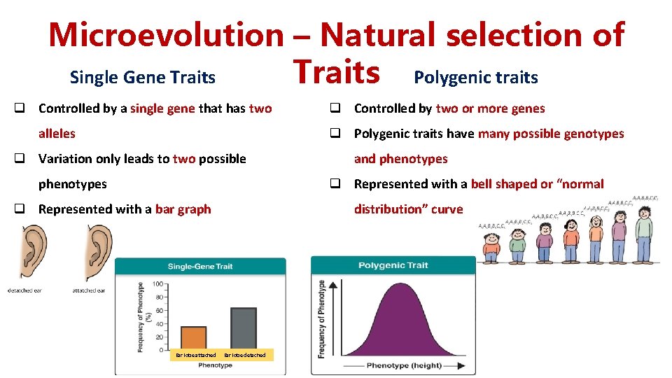 Microevolution – Natural selection of Single Gene Traits Polygenic traits q Controlled by a Microevolution – Natural selection of Single Gene Traits Polygenic traits q Controlled by a