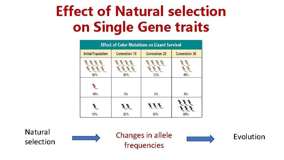 Effect of Natural selection on Single Gene traits Natural selection Changes in allele frequencies