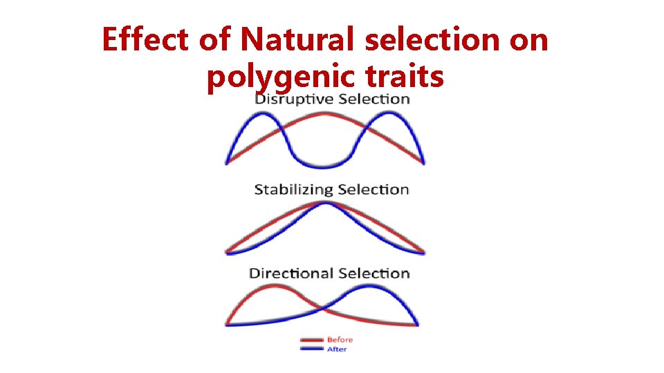 Effect of Natural selection on polygenic traits Effect of Natural selection on polygenic traits