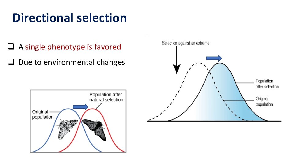 Directional selection q A single phenotype is favored q Due to environmental changes Directional selection q A single phenotype is favored q Due to environmental changes