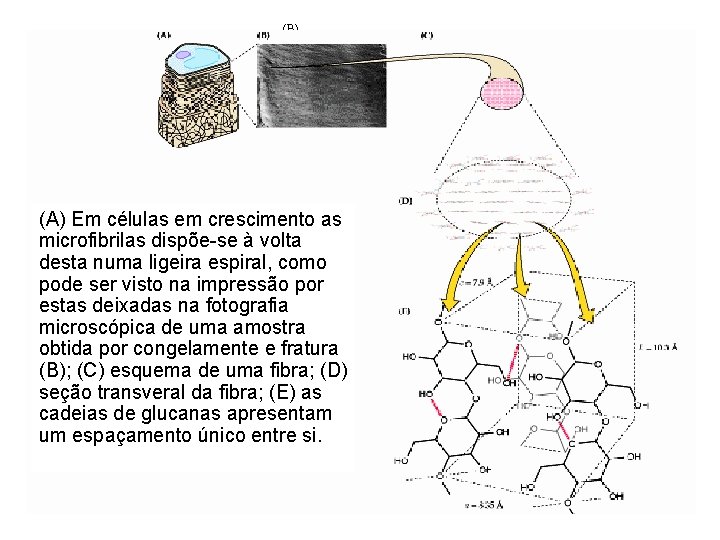 (A) (B) (C) (D) (A) Em células em crescimento as microfibrilas dispõe-se à volta (A) (B) (C) (D) (A) Em células em crescimento as microfibrilas dispõe-se à volta