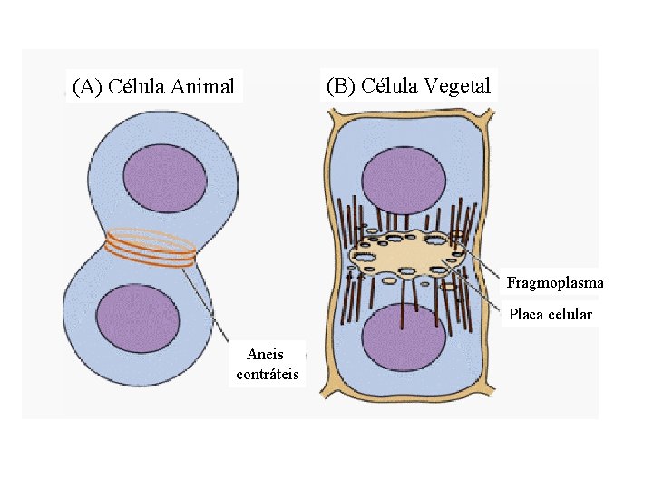 (A) Célula Animal (B) Célula Vegetal Fragmoplasma Placa celular Aneis contráteis (A) Célula Animal (B) Célula Vegetal Fragmoplasma Placa celular Aneis contráteis