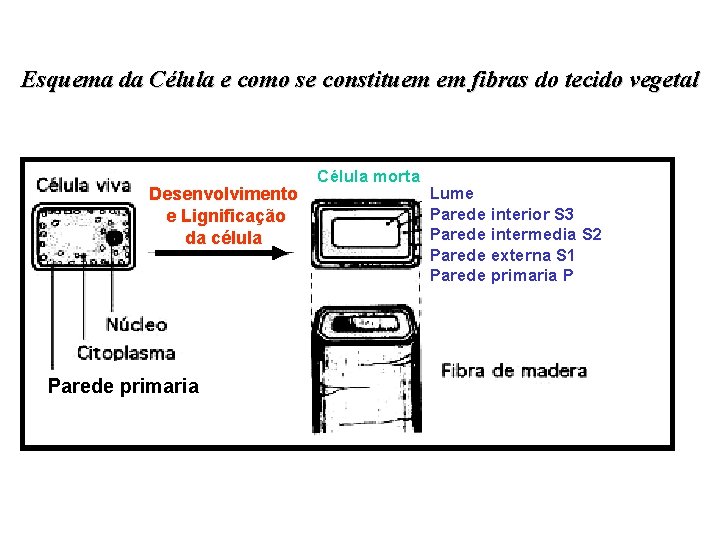 Esquema da Célula e como se constituem em fibras do tecido vegetal Desenvolvimento e Esquema da Célula e como se constituem em fibras do tecido vegetal Desenvolvimento e