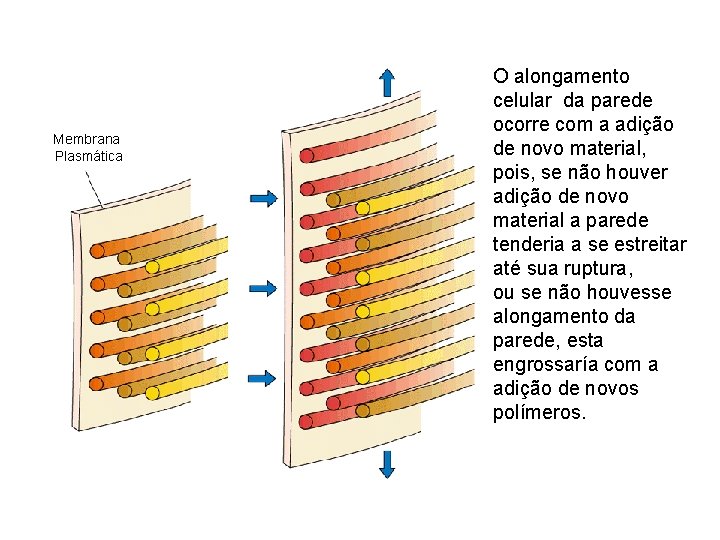 Membrana Plasmática O alongamento celular da parede ocorre com a adição de novo material, Membrana Plasmática O alongamento celular da parede ocorre com a adição de novo material,