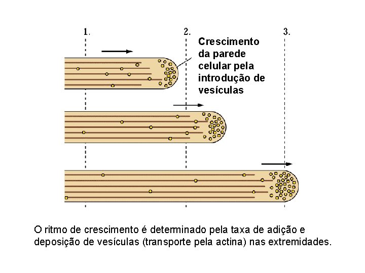 Crescimento da parede celular pela introdução de vesículas O ritmo de crescimento é determinado Crescimento da parede celular pela introdução de vesículas O ritmo de crescimento é determinado