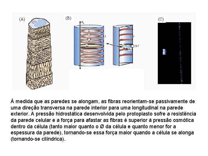 (A) (B) (C) P *p r 2 = s. L * 2 pr * (A) (B) (C) P *p r 2 = s. L * 2 pr *