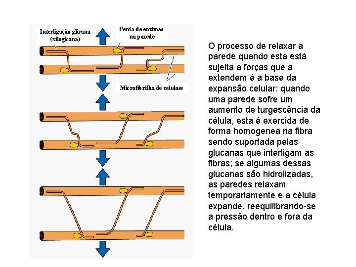 Interligação glicana (xilogicana) Perda de enzimas na parede Microfibrilha de celulose O processo de Interligação glicana (xilogicana) Perda de enzimas na parede Microfibrilha de celulose O processo de