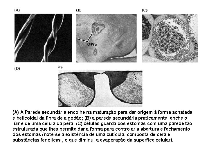 (A) A Parede secundária encolhe na maturação para dar origem à forma achatada e (A) A Parede secundária encolhe na maturação para dar origem à forma achatada e