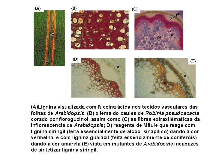 (A) (B) (D) (C) (E) (A)Lignina visualizada com fuccina ácida nos tecidos vasculares das (A) (B) (D) (C) (E) (A)Lignina visualizada com fuccina ácida nos tecidos vasculares das