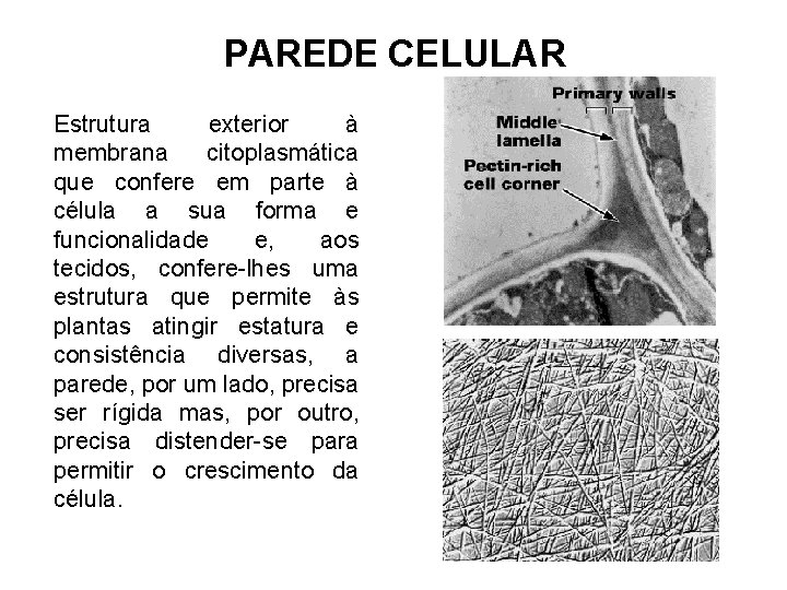 PAREDE CELULAR Estrutura exterior à membrana citoplasmática que confere em parte à célula a PAREDE CELULAR Estrutura exterior à membrana citoplasmática que confere em parte à célula a