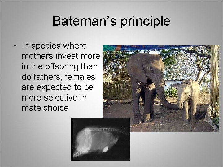 Bateman’s principle • In species where mothers invest more in the offspring than do