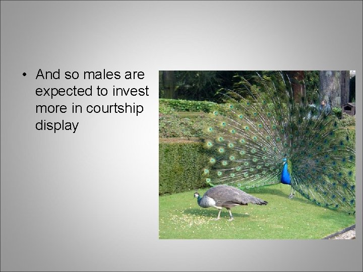  • And so males are expected to invest more in courtship display 