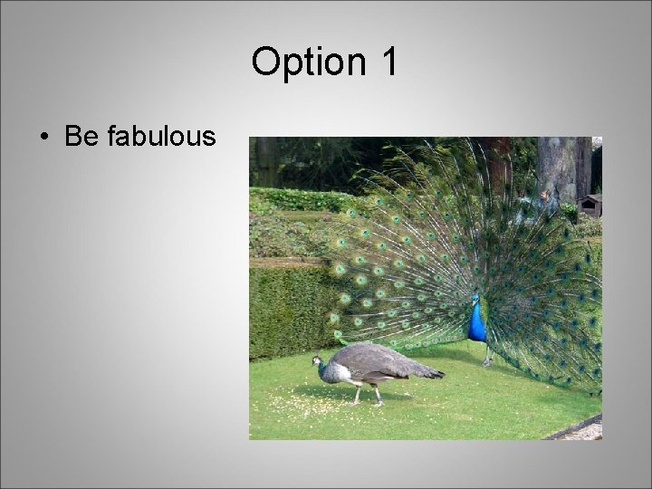 Option 1 • Be fabulous 