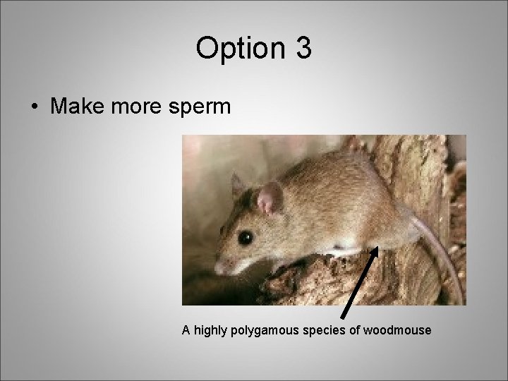 Option 3 • Make more sperm A highly polygamous species of woodmouse 