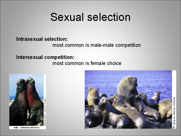 Sexual selection Intrasexual selection: most common is male-male competition Intersexual competition: most common is